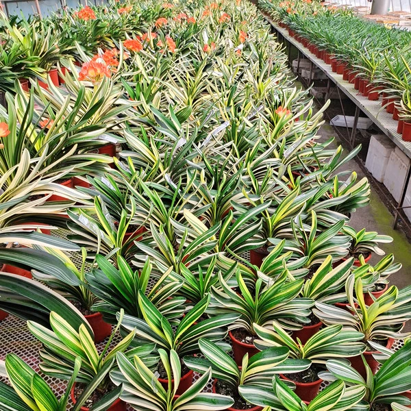 彩艺君子兰彩兰立板圆头短叶覆轮鸳鸯毛彩室内绿植吸甲醛国兰包邮