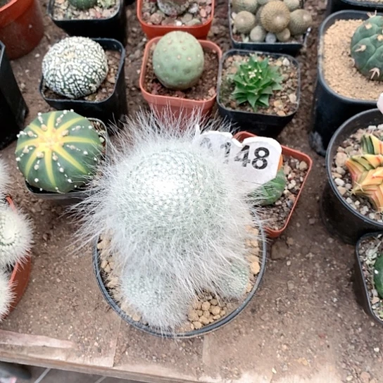 【闪购商品】?****?333333