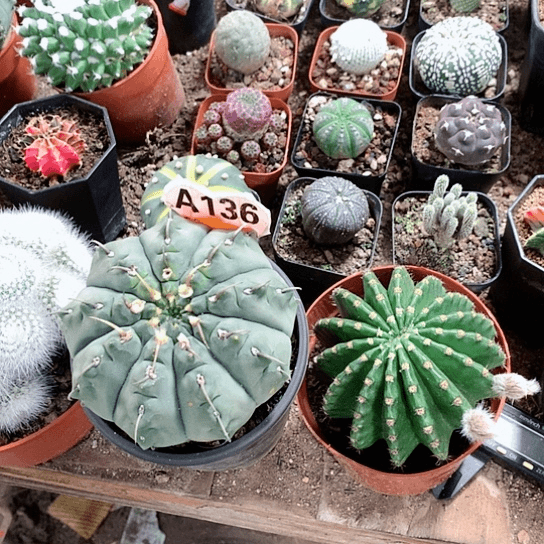 【闪购商品】為**期33333333