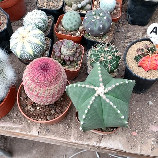【闪购商品】成*333333