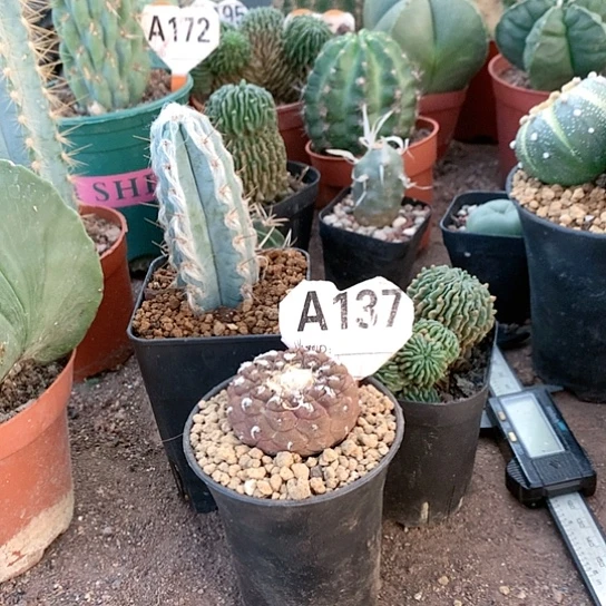 【闪购商品】B****记333333333