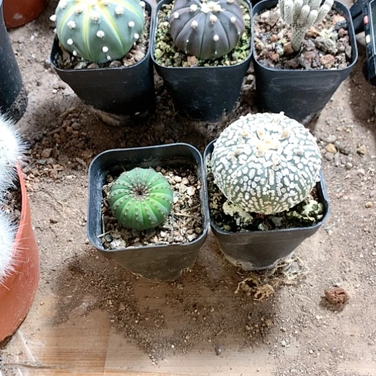 【闪购商品】A****g3333333