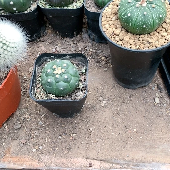 【闪购商品】豚*333333