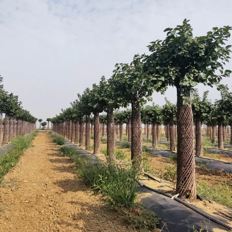 2米白兰地海棠擎天柱，总高度2.3米-2.5米。