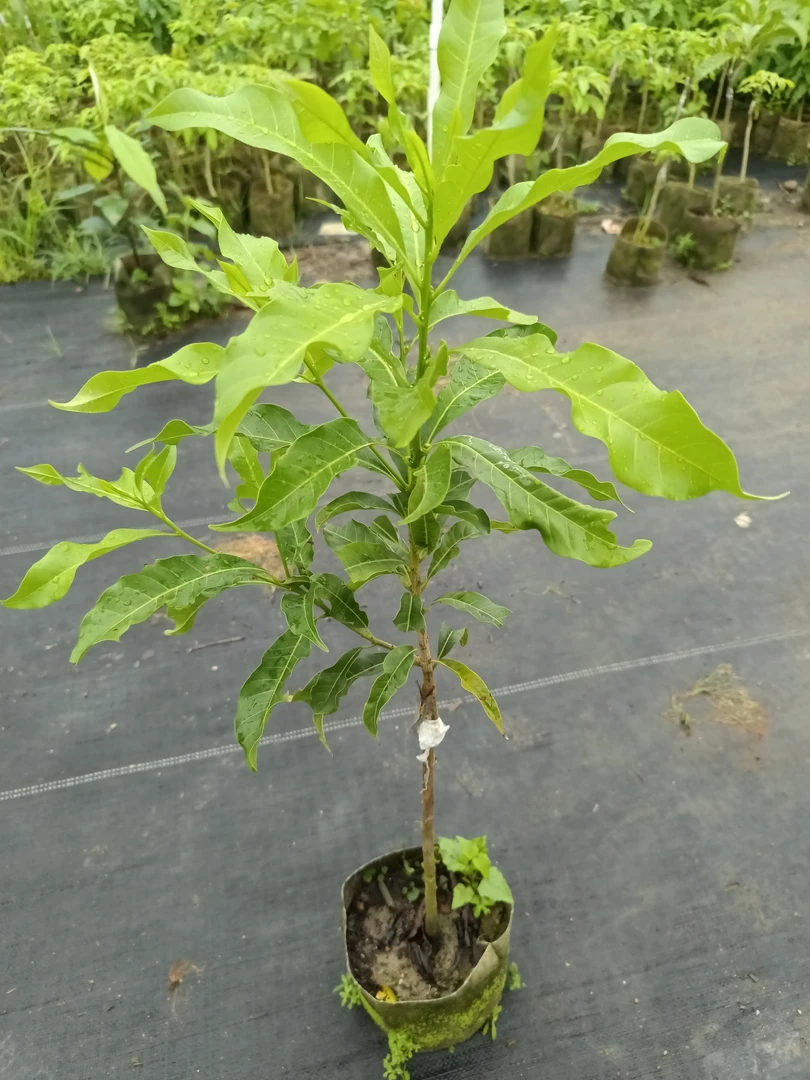 千果园精选黄晶果苗，一物一拍