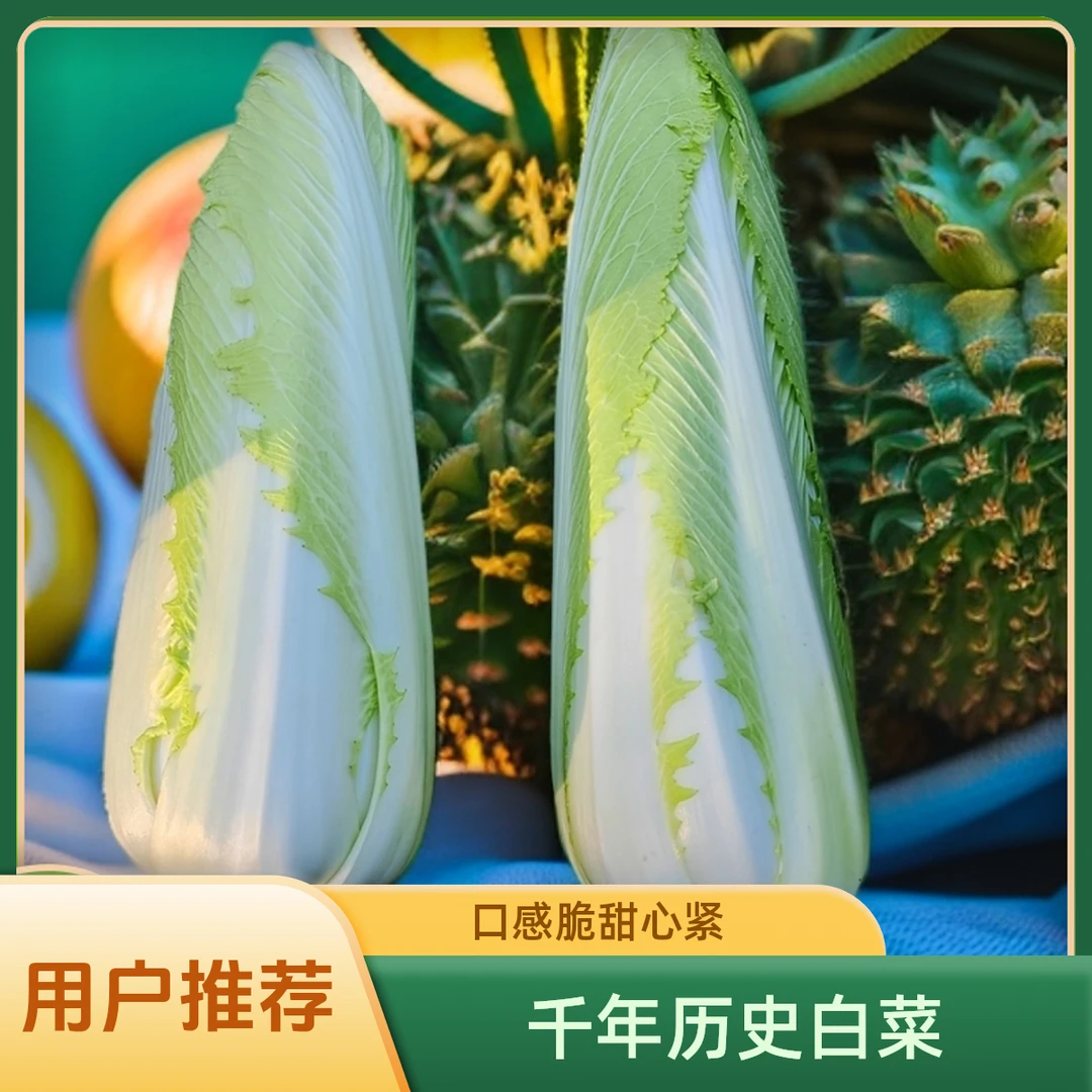 正宗千年历史玉田二包尖白菜原产地农家种植大白菜产地直销直播间