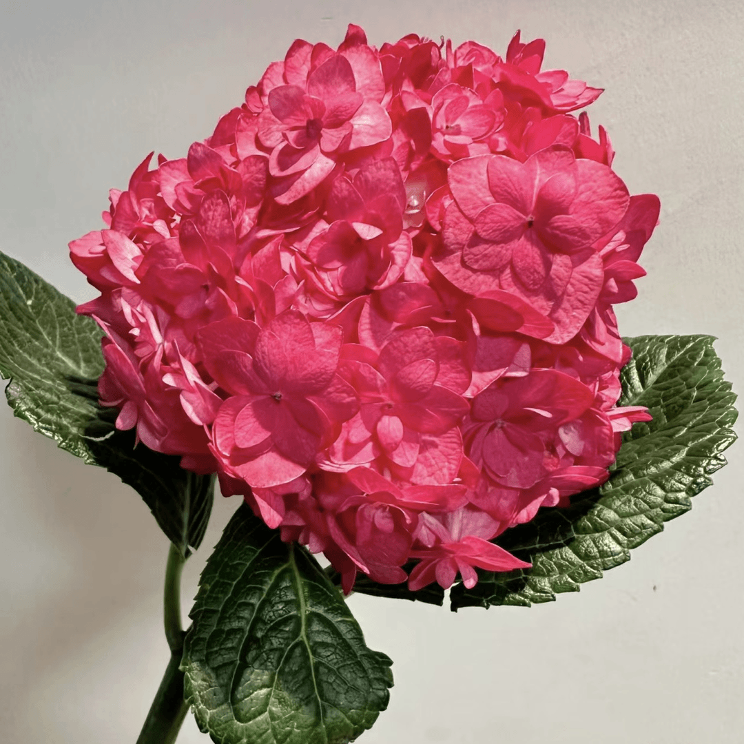 龍元蜜糖绣球花鲜切花云南基地直发水培包邮花期（5枝）