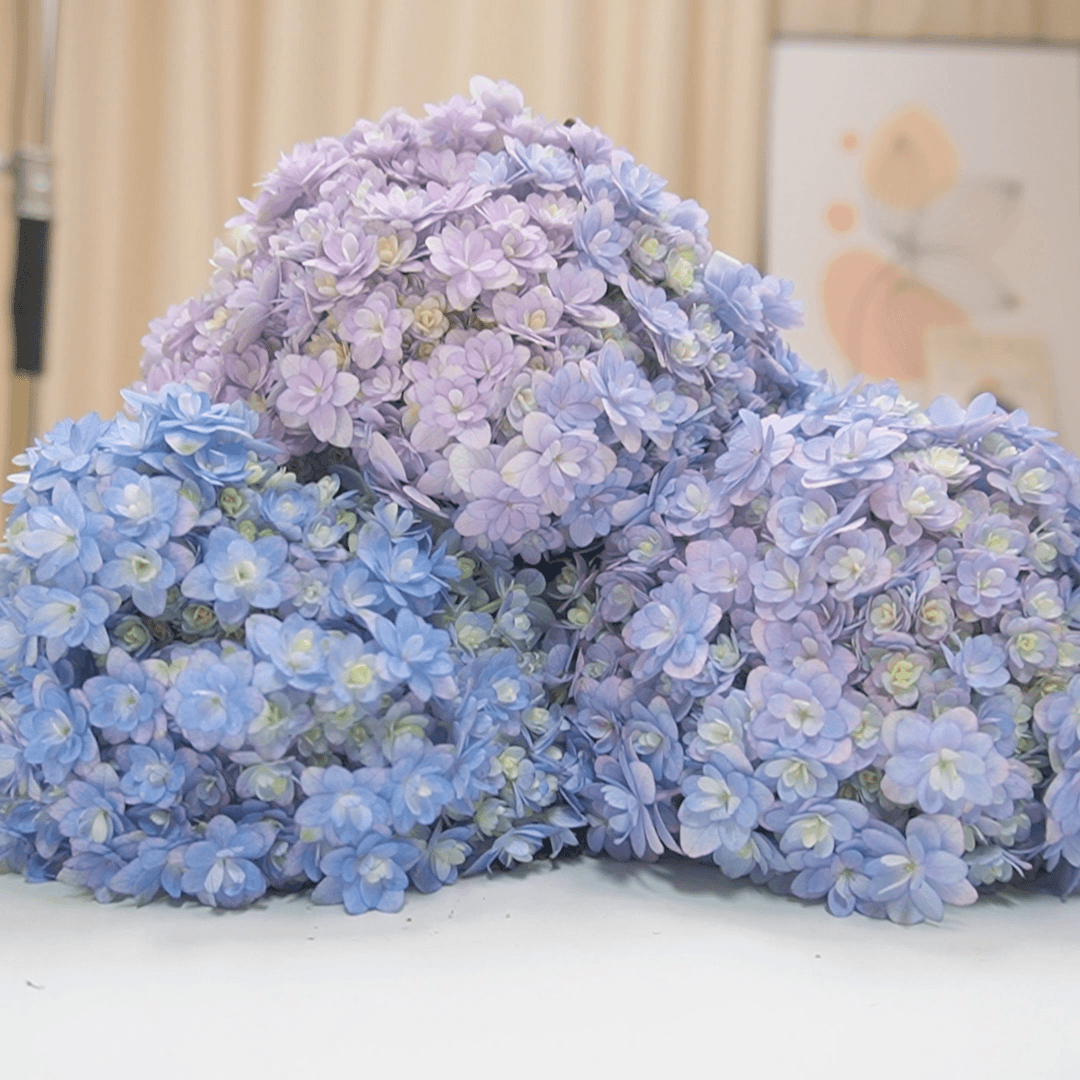 龍元花手鞠绣球花鲜切花云南基地直发包邮鲜花3支装花期15天以上