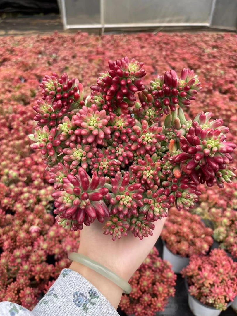 【虹之玉锦+火祭】多肉植物好看好养带盆带土阳台楼顶栽种新手好养