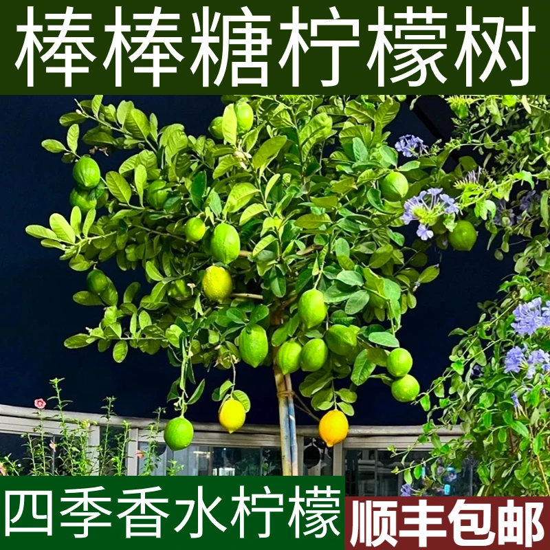 棒棒糖香水柠檬造型好看四季开花结果带花带果带土带叶发货包邮