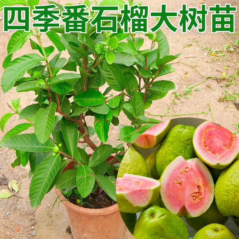 广西正宗嫁接番石榴树苗红肉白肉珍珠芭乐四季结果带土带叶包邮