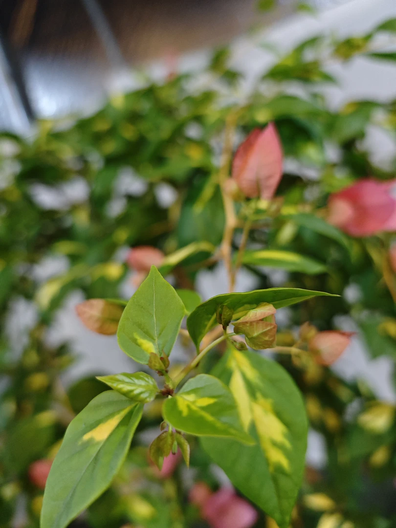 金心橙白，三角梅四季开花，一物一拍