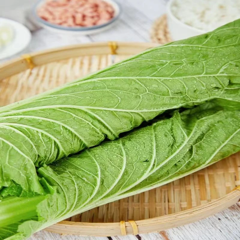 东北正宗白菜叶新鲜打包菜叶【包邮】