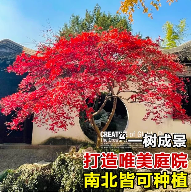 正宗红枫树苗庭院别墅植物日本红舞姬老桩盆景室外四季绿化盆栽