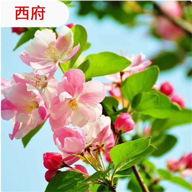 西服海棠花盆栽四季开花卉植物室内带花苞重瓣红梅花树苗老桩盆景