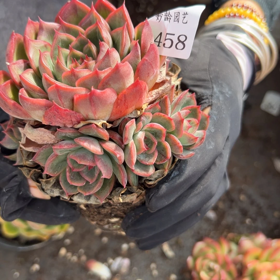 周*458杂交多肉植物不包掉头整散