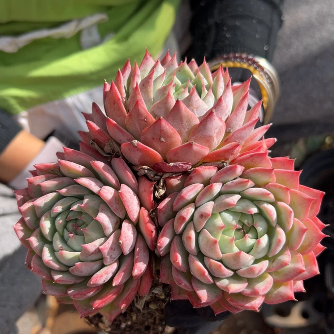 1260杂交多肉植物不包掉头整散