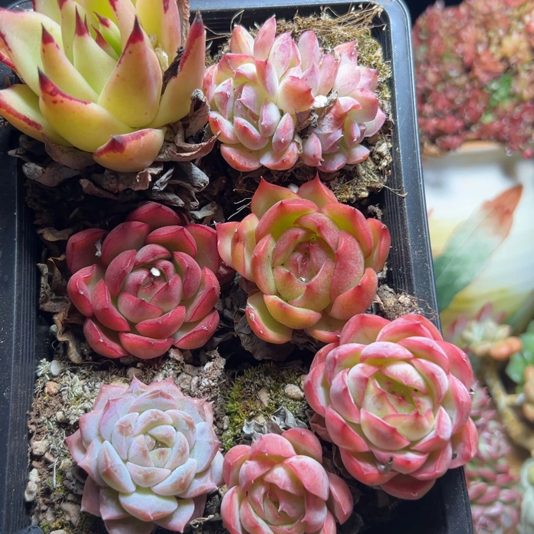 249号杂交多肉植物