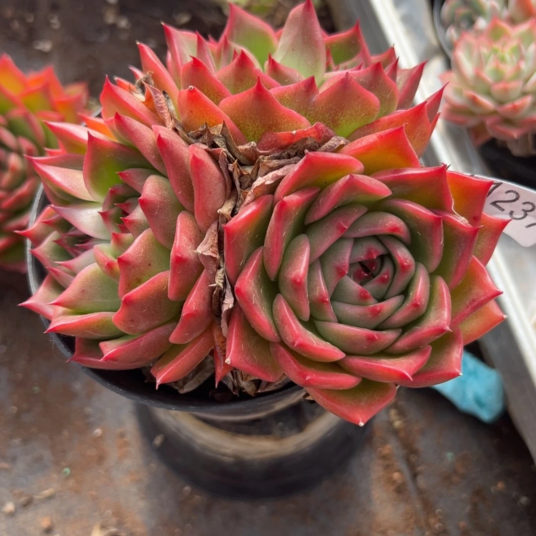 @**@51237杂交多肉植物