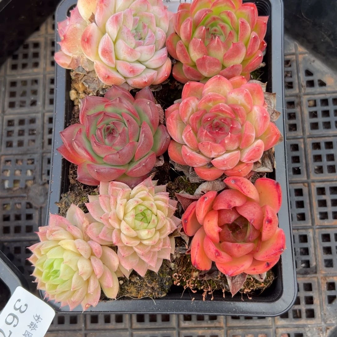 温**儿368杂交多肉植物