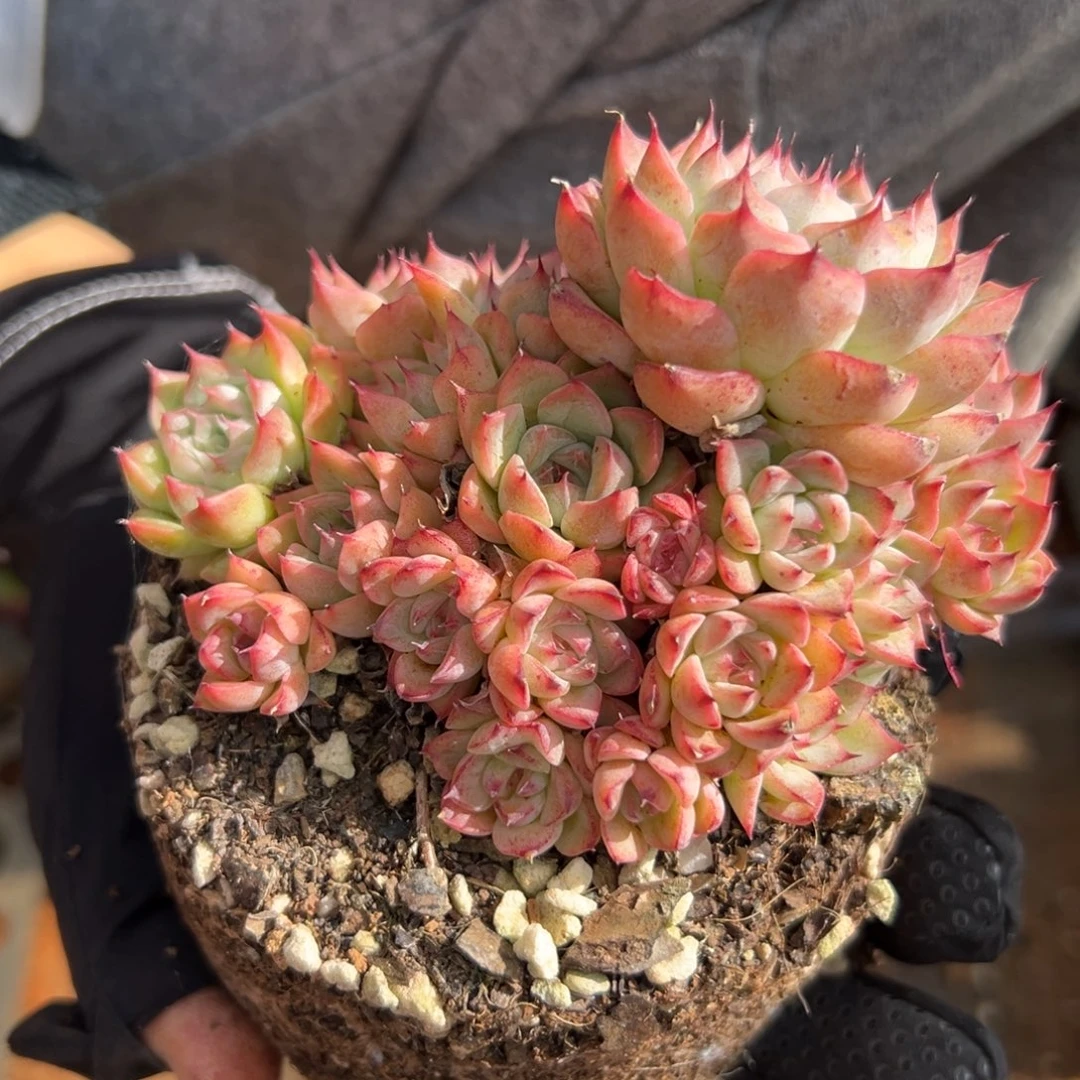 1257杂交多肉植物不包掉头整散