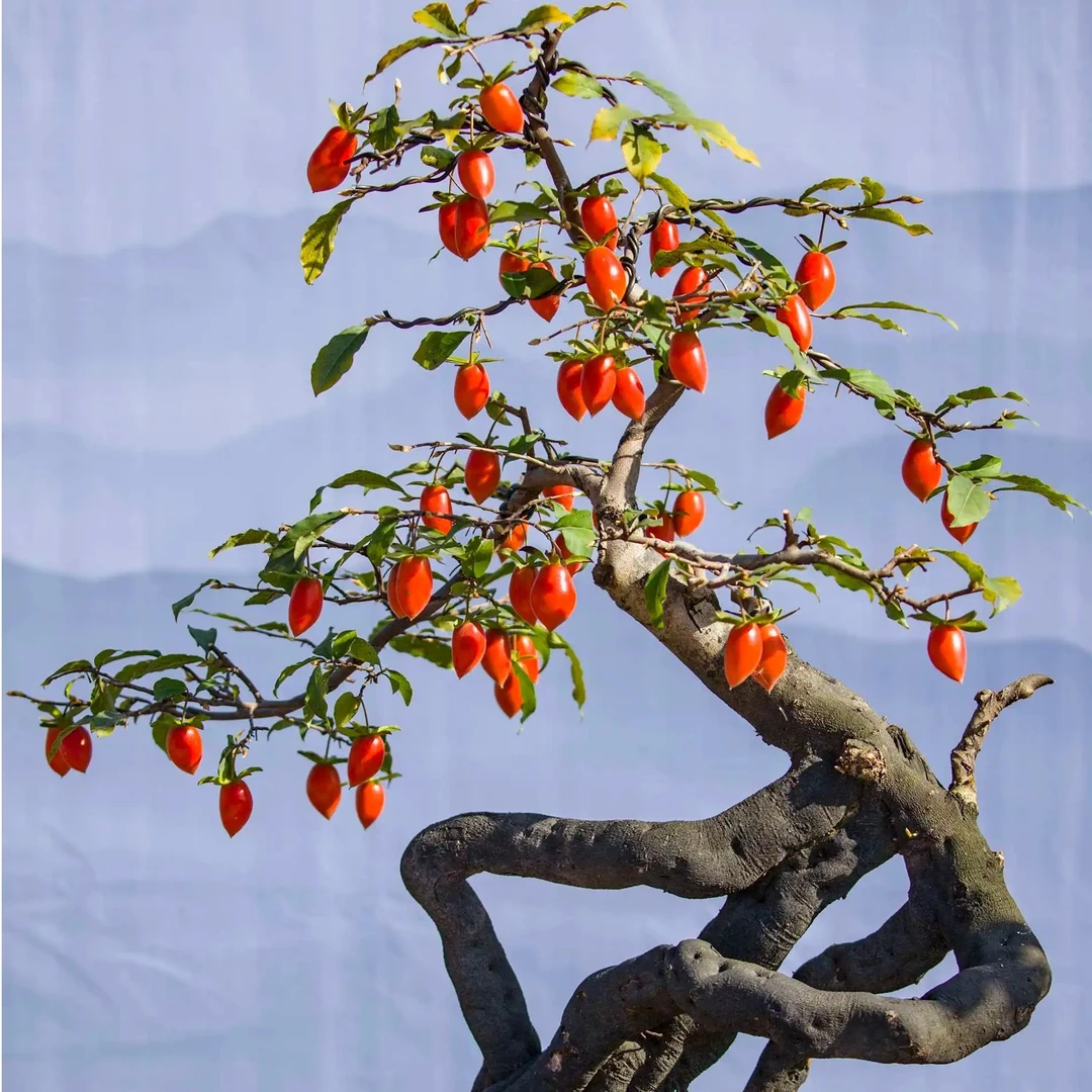 老鸦柿绿植盆景素材