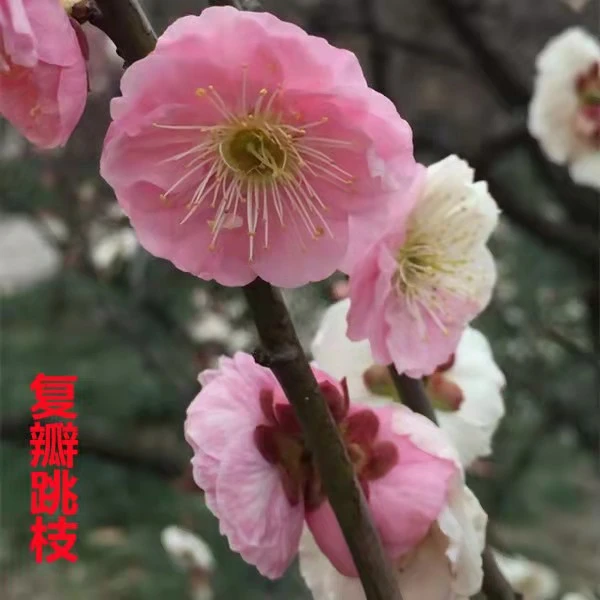 原生梅花耐寒耐旱盆栽地栽苗室内室外阳台庭院种植