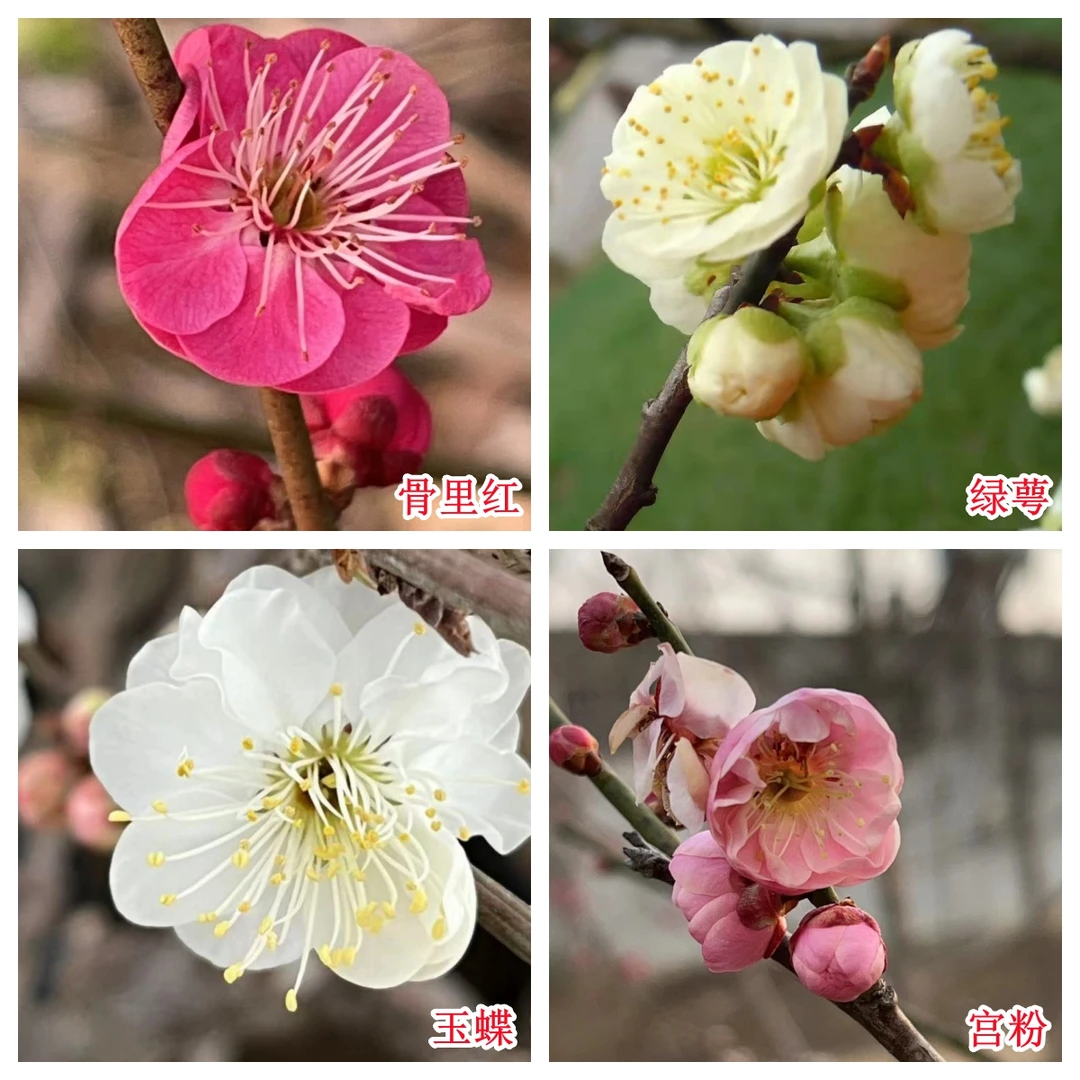 原生梅花浓香型红梅绿梅耐寒耐旱阳台庭院盆栽地栽树苗