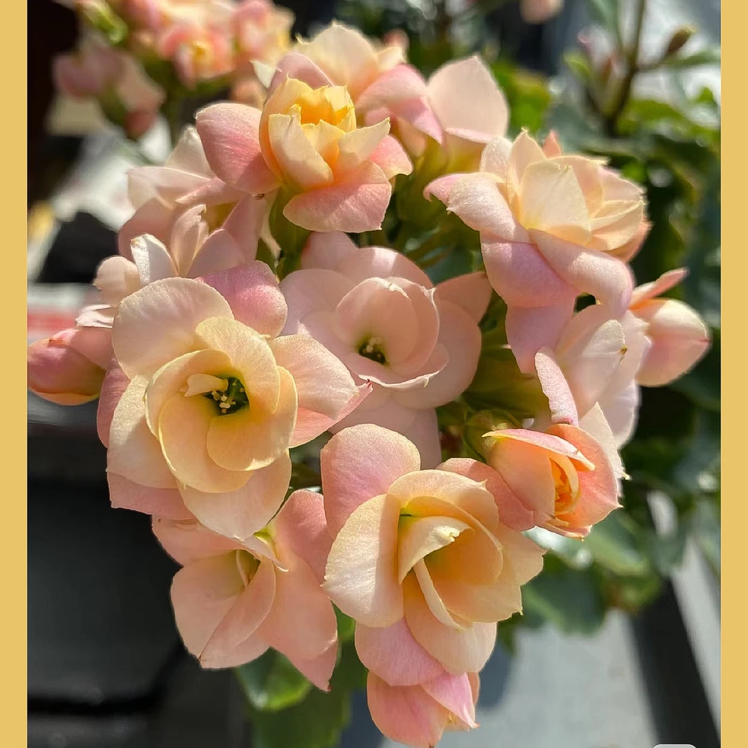 维罗纳~长寿盆栽简单好养