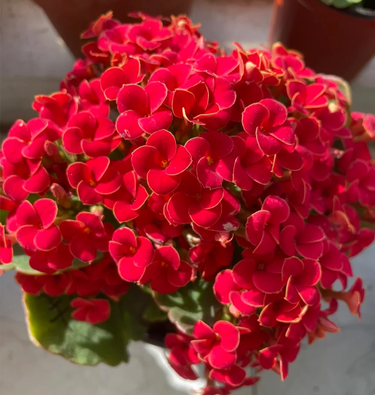 金火炬（辛巴斯）  长寿花 带花带花苞  阳台花卉盆栽耐旱简单好养