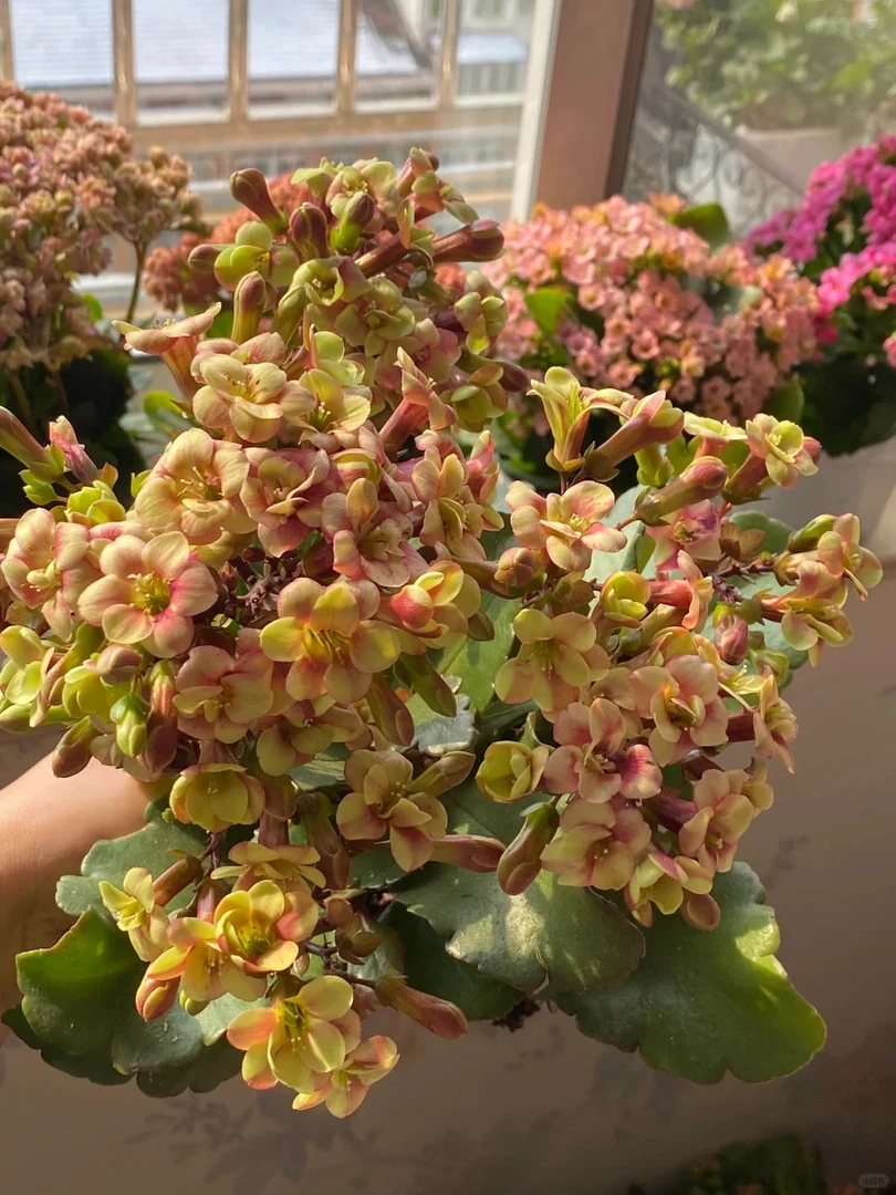 流萤宫灯 小棵型 长寿花 带花带花苞  阳台花卉盆栽耐旱简单好养