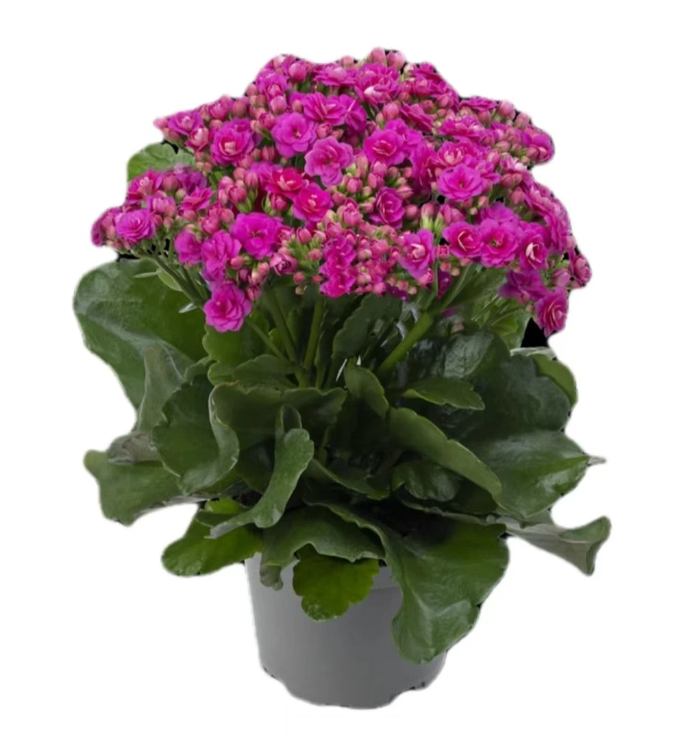 卡蒂  长寿花 带花带花苞  阳台花卉盆栽耐旱简单好养