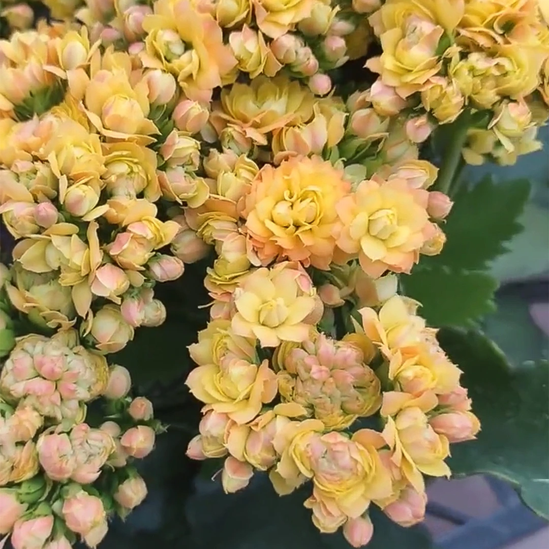 小时光~长寿花盆栽简单好养