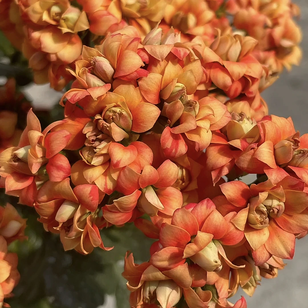 摩卡长寿花带花带花苞阳台花卉盆栽耐旱简单好养