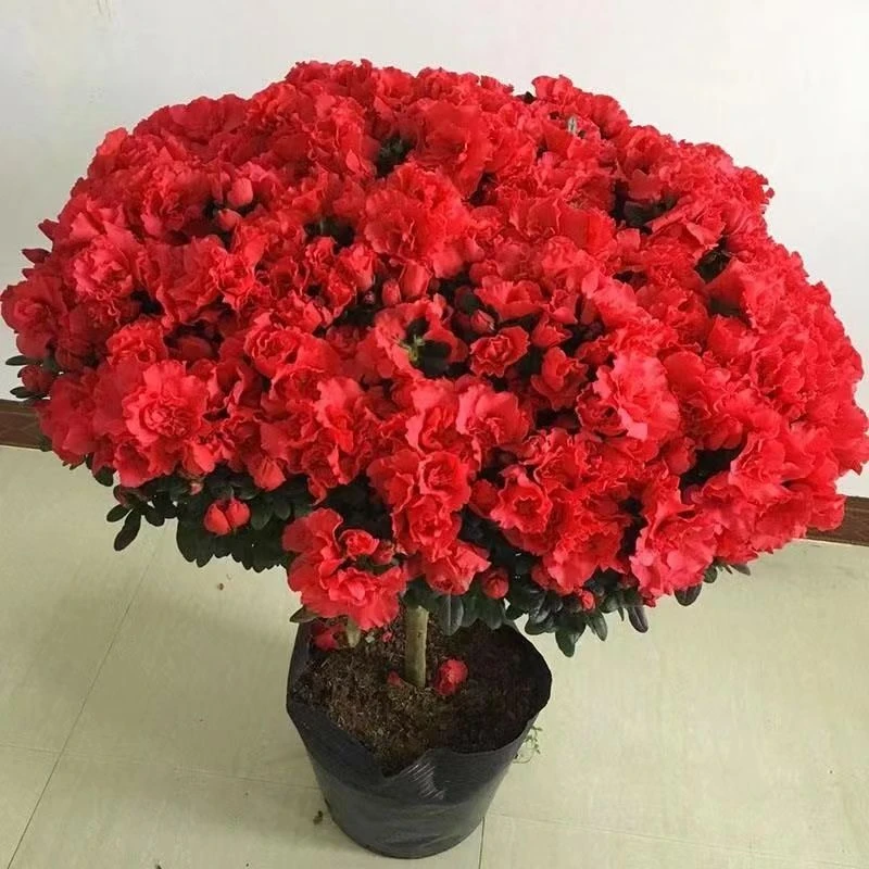 中国红杜鹃花盆栽