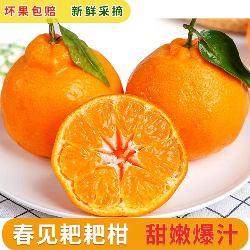 耙耙柑桔子春见耙耙柑丑橘橘香甜皮薄多汁四川新鲜应季水果5-8斤