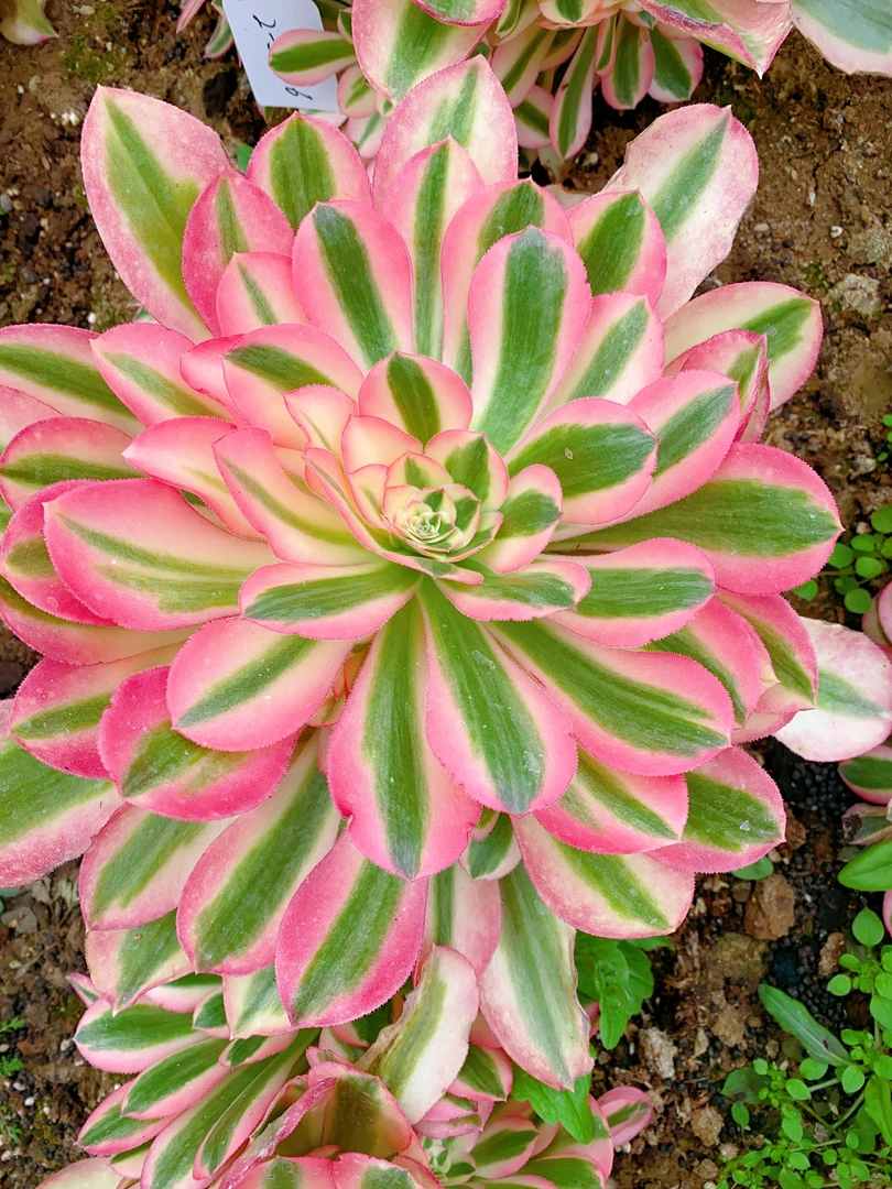 超鲜花脸粉女巫粉女郎大手捧法师超高颜值多肉植物盆栽精控大老桩