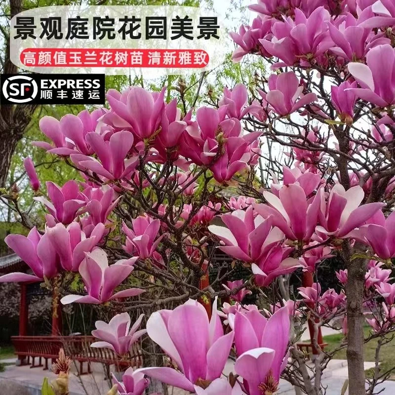 紫玉兰花树苗盆栽玉兰阳台庭院别墅景观树浓香四季花卉绿植物