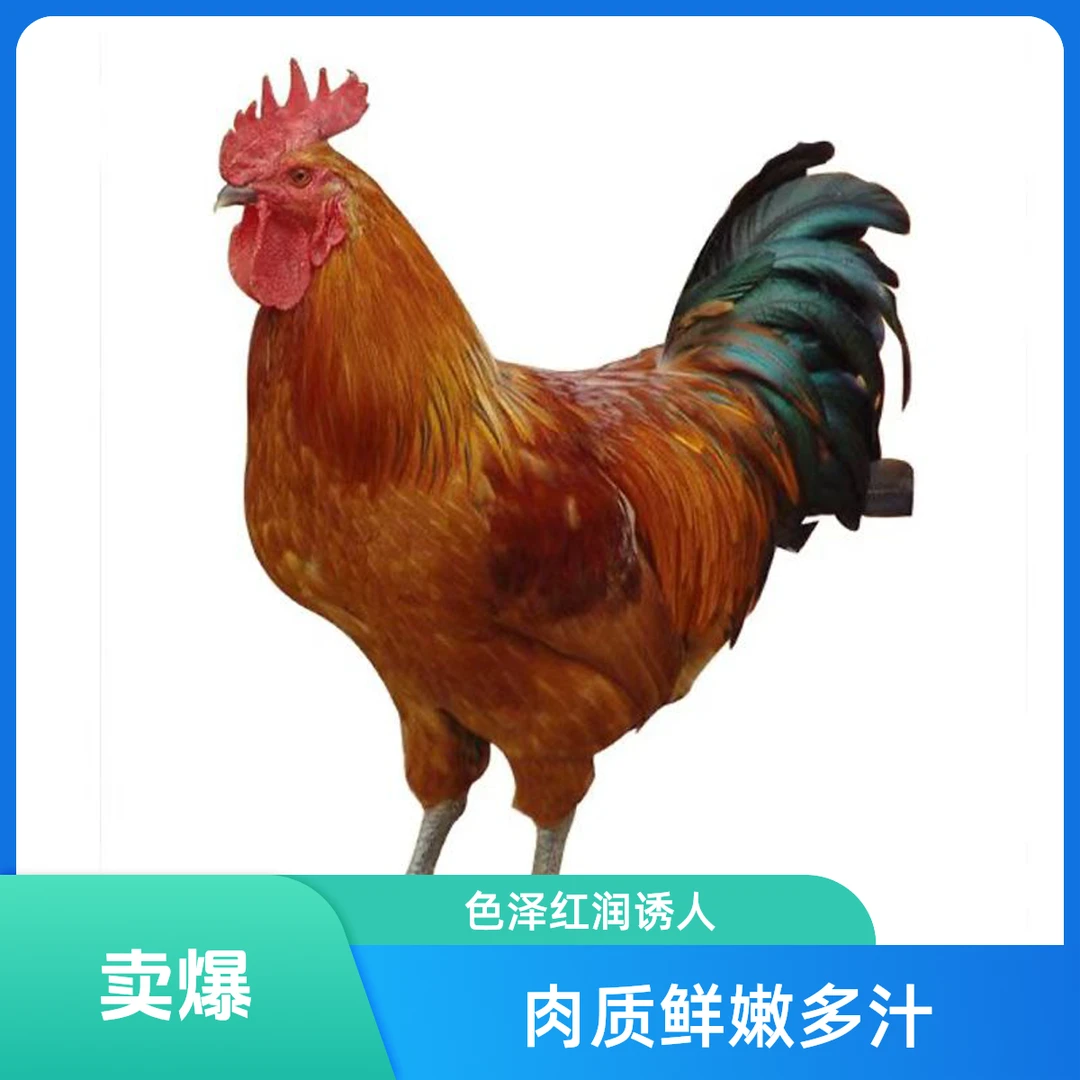 山林散养生态土公鸡肉质鲜嫩