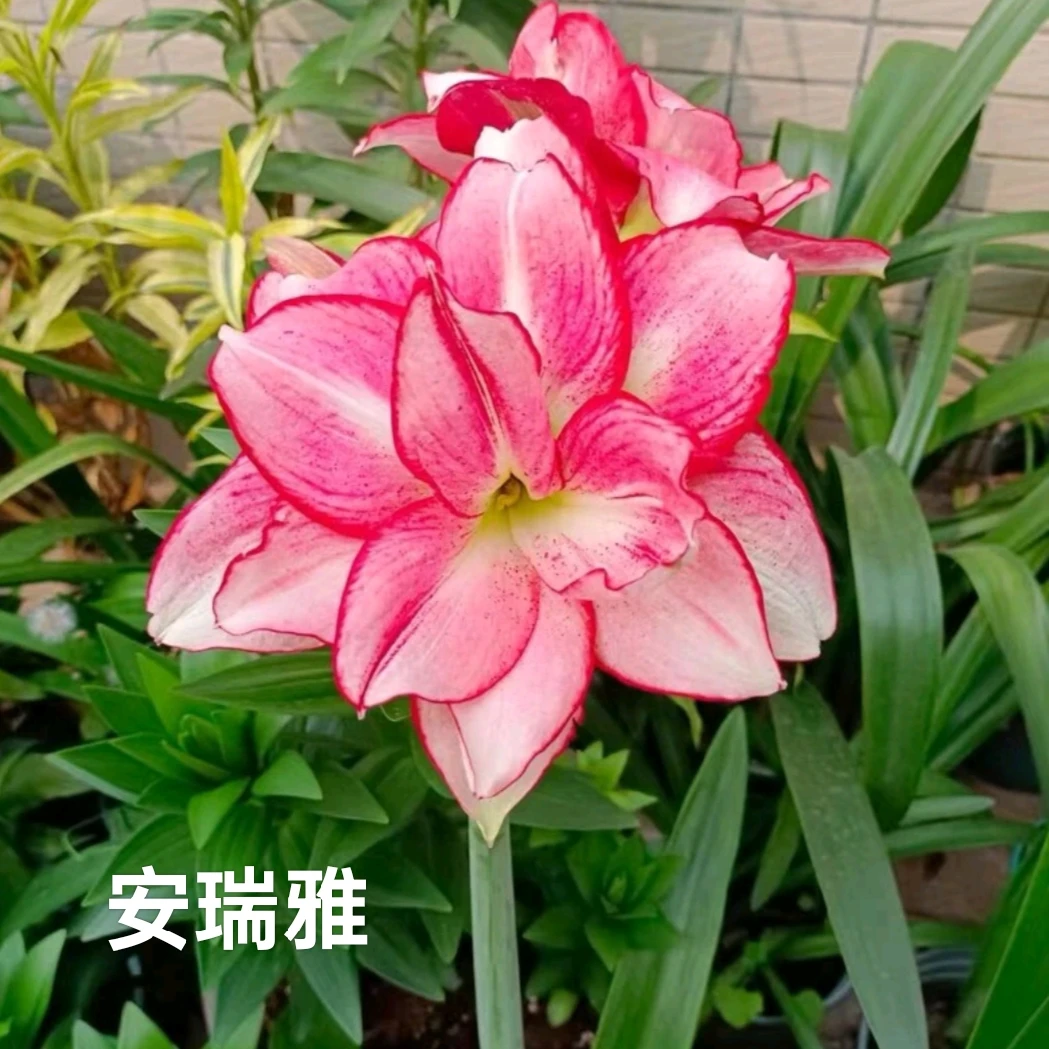 【安瑞雅】 重瓣朱顶红自然球 澳洲品种 2-6厘米规格