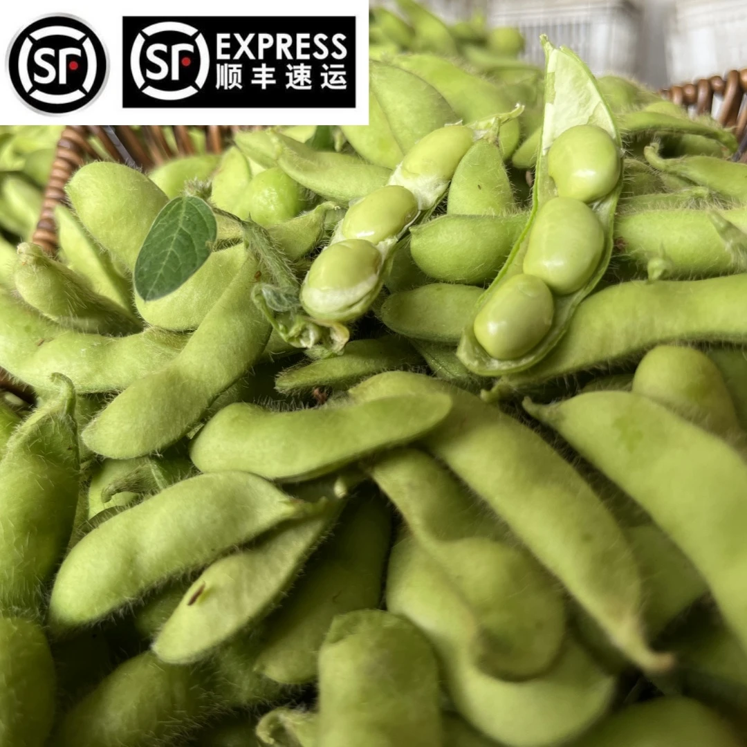 （现摘现发）东台本地新鲜毛豆农家种植带壳毛豆颗粒饱满下单现摘