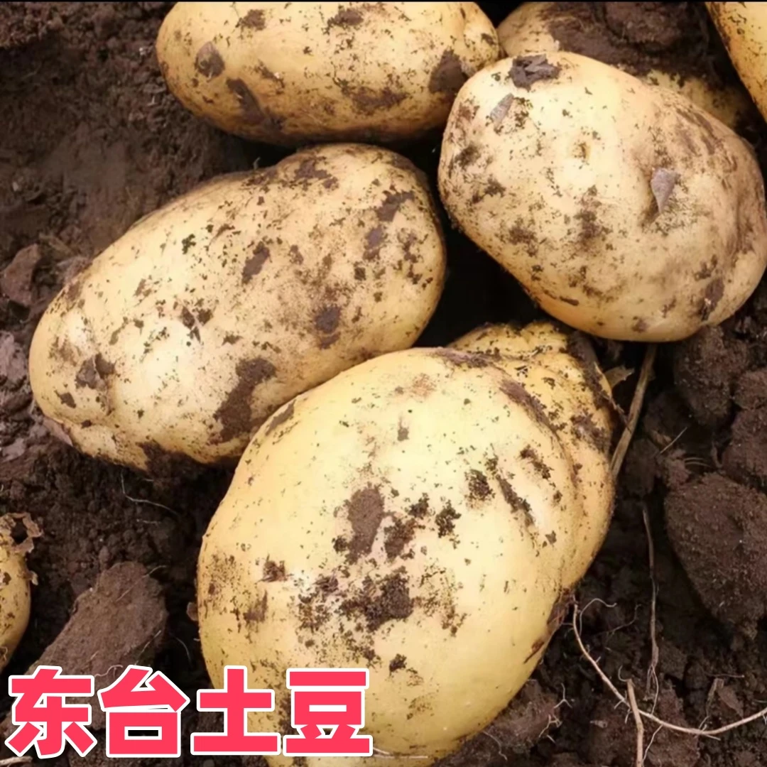 苏北本地东台新鲜土豆农家种植天然土豆