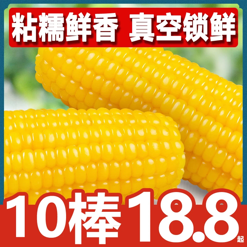 【粉丝福利】黑龙江头茬东北黄糯玉米10棒非转基因粘香真空包装粗粮