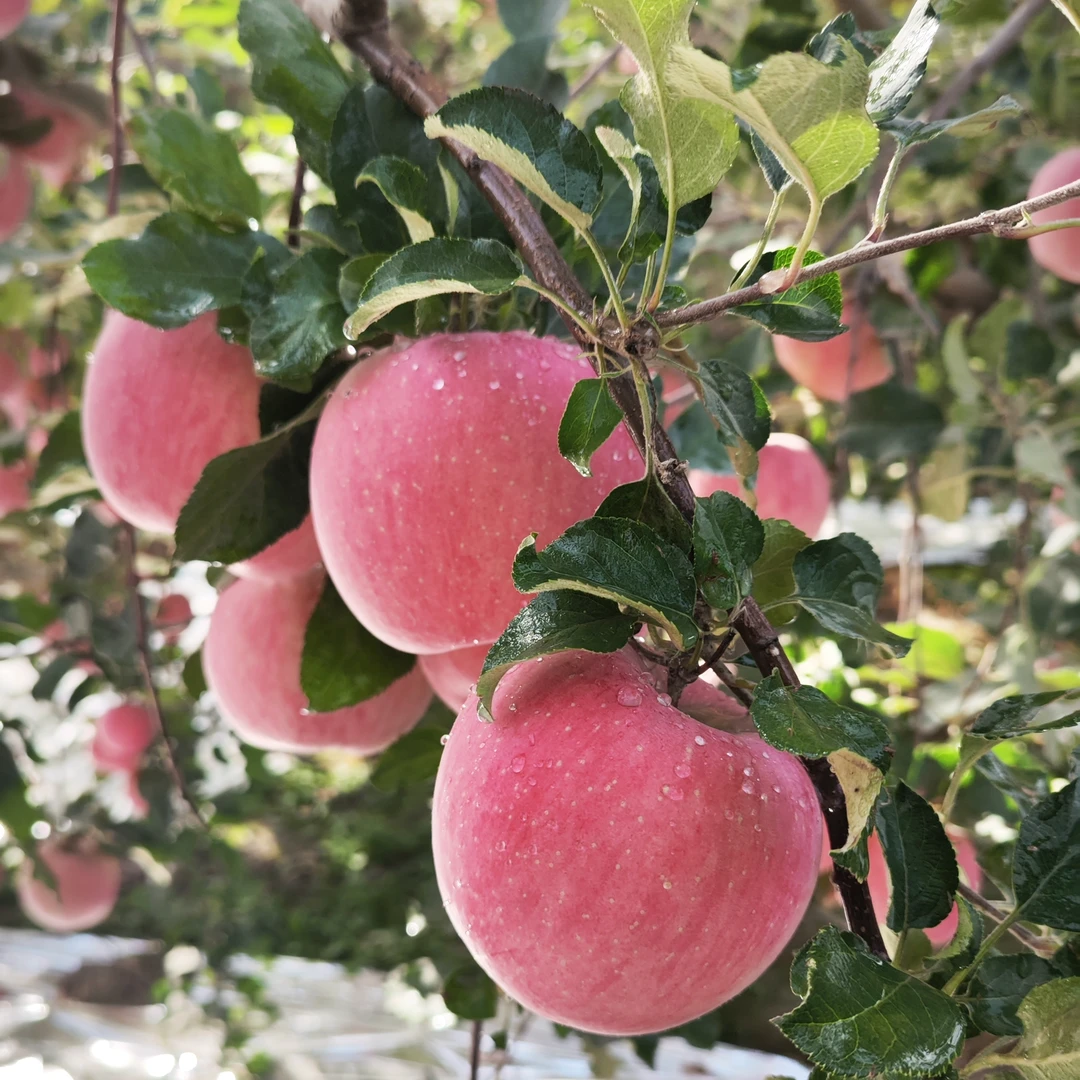 新疆阿克苏苹果冰糖心苹果 产地直发含箱子10斤
