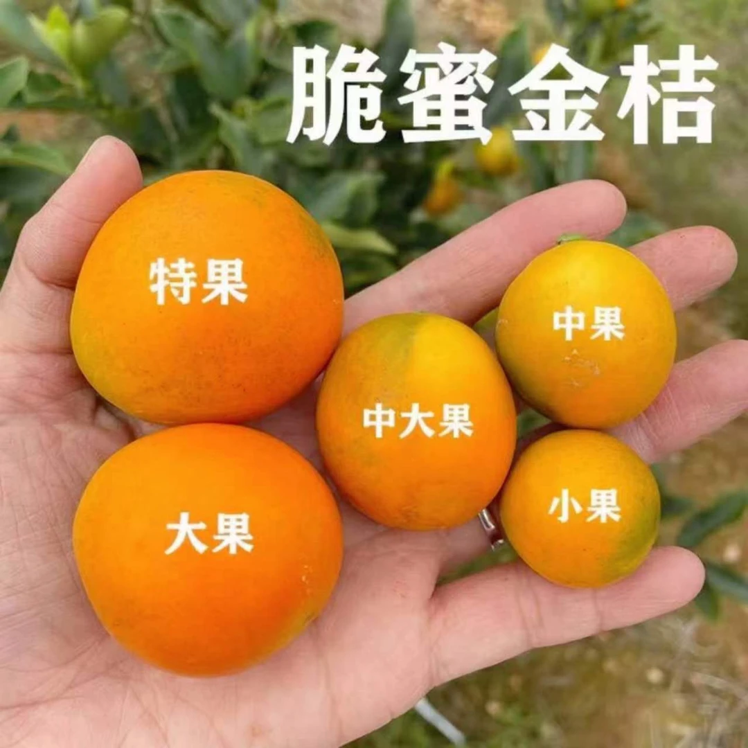 正宗广西融安发货脆蜜金柑新鲜水果无核小花皮果1～5斤皮薄多汁