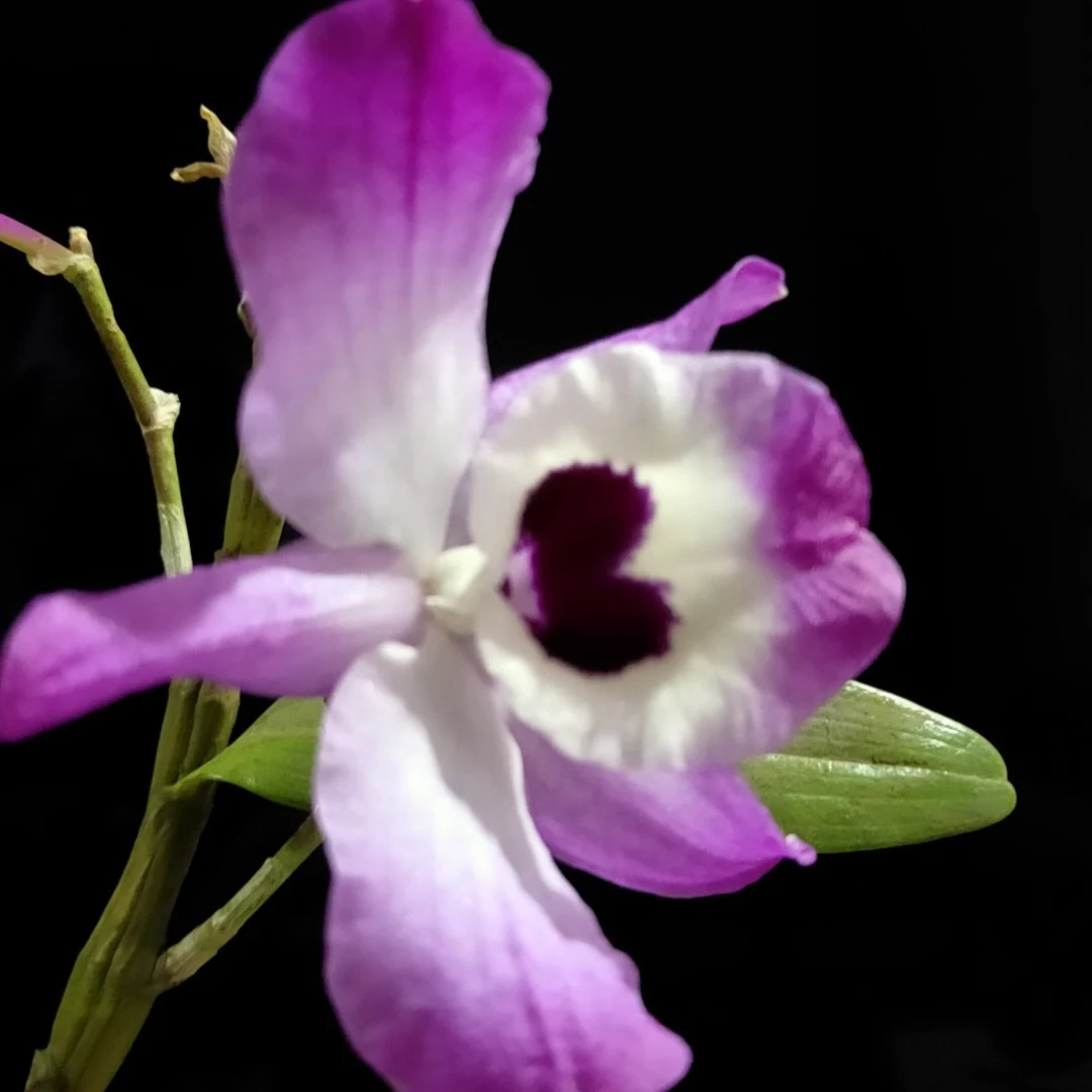 正宗贵州赤水金钗石斛兰花紫色花春季栽培开花(干花)
