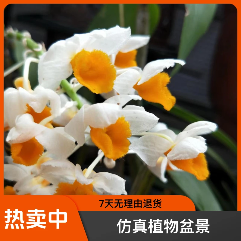 球花石斛春季3至5月开花一杆多年花可吃可观赏造景