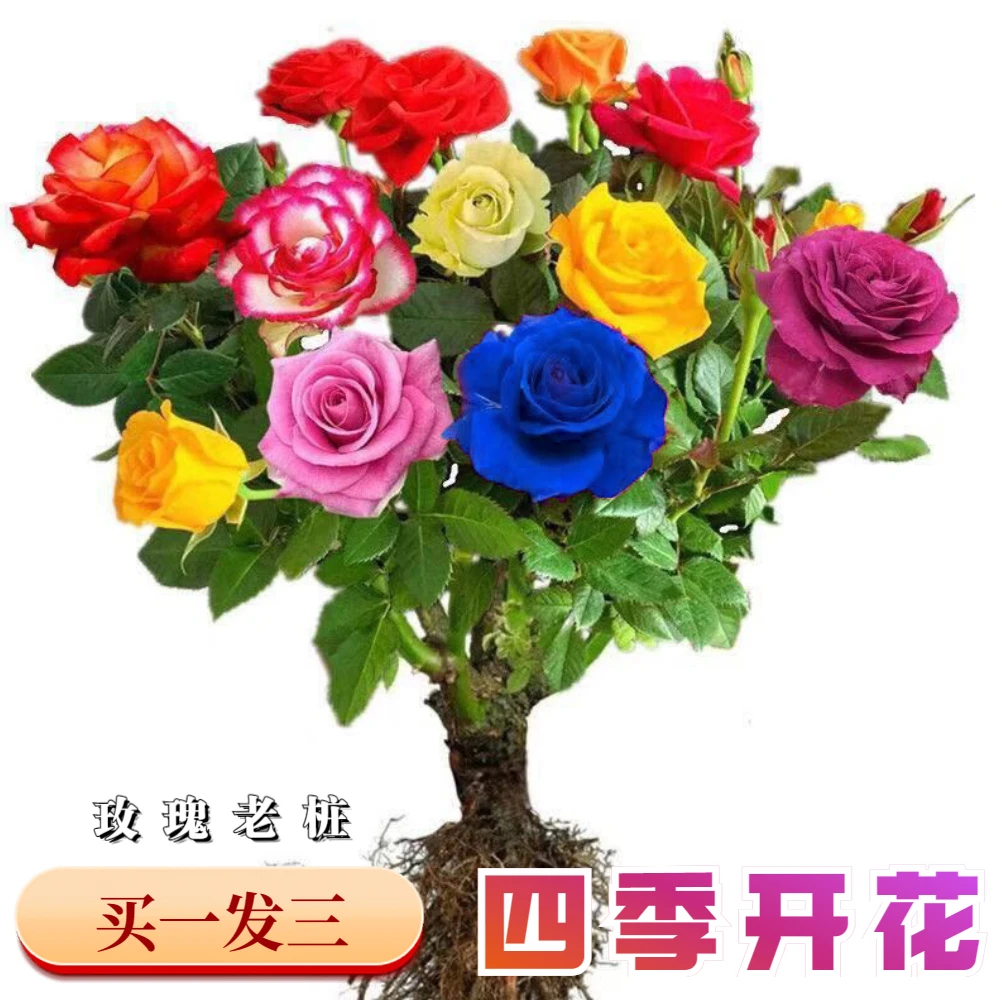 【拍一发三】嫁接多色玫瑰花老桩四季开花月季花苗室内盆栽植物阳