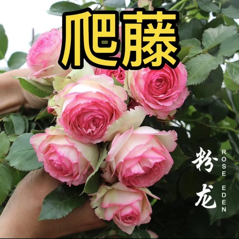 Y买5送1【爬藤月季】花苗 蔷薇花苗 盆栽 地栽阳台庭院四季循环开花