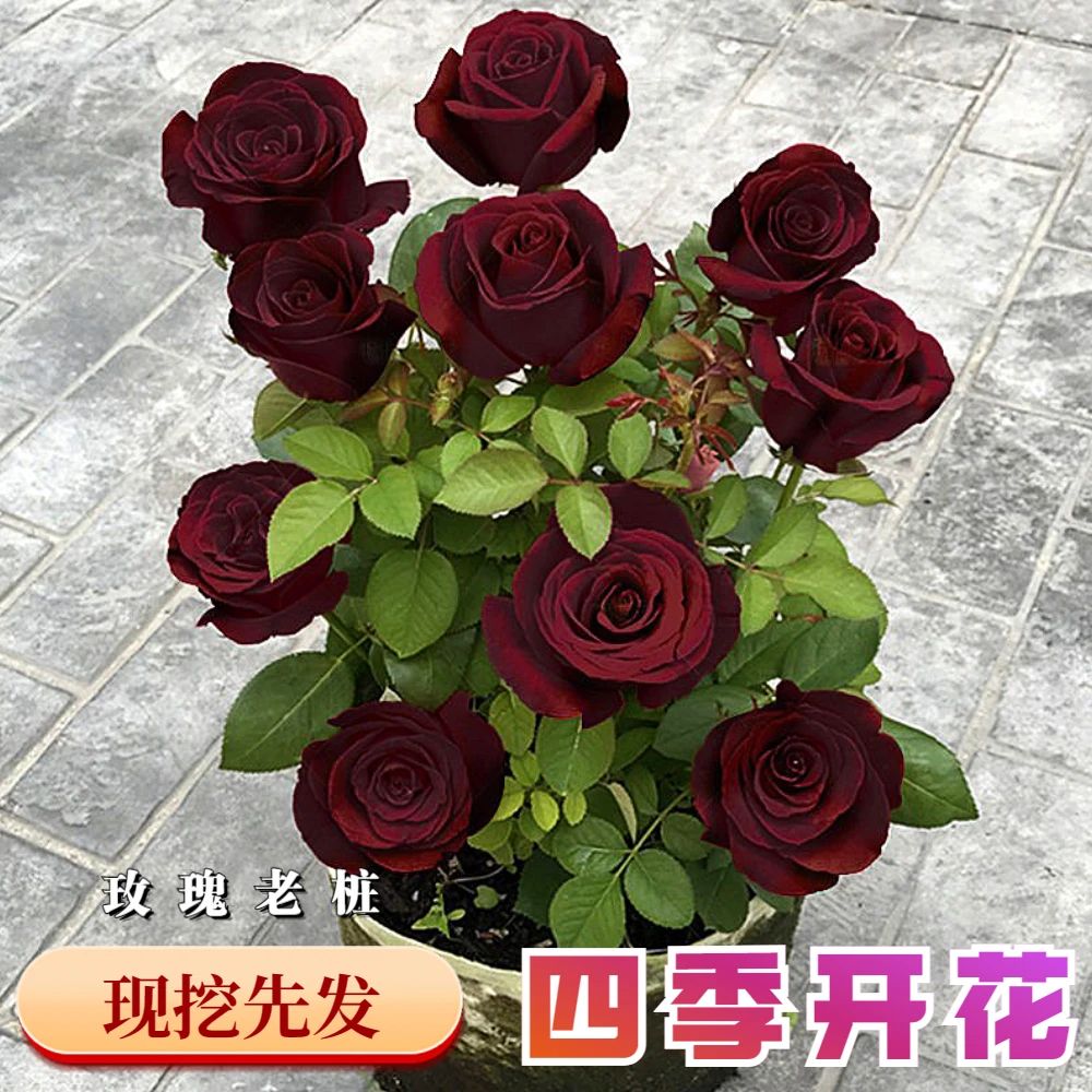 路易十四玫瑰老桩基地直发当年开花室内外盆栽月季四季新手种植